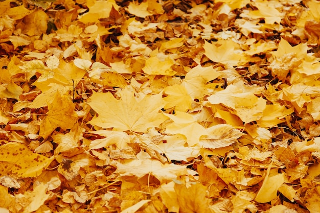 Fond d'automne avec des feuilles d'érable colorées portant sur le sol. Tapis de feuilles jaunes naturelles. Papier peint feuillage, feuillage d'érable