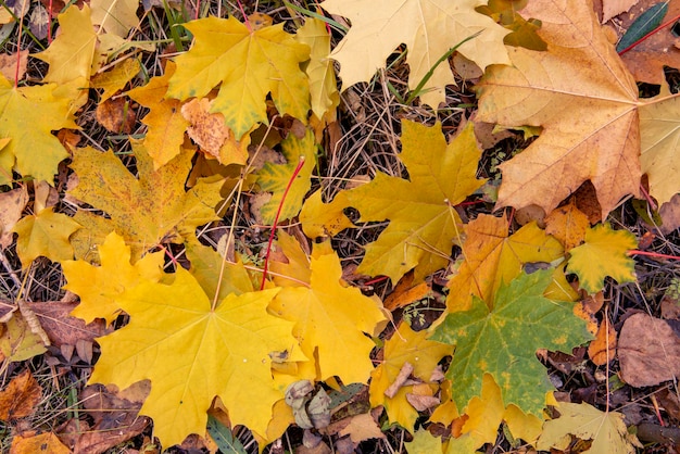 Fond d'automne de feuilles d'érable jaune vif sur l'herbe sèche