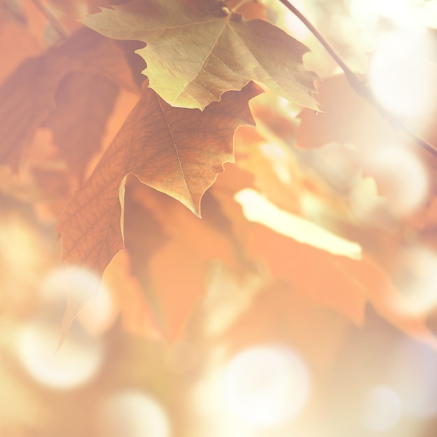 Fond d'automne avec des feuilles d'érable avec une lumière douce et un effet bokeh