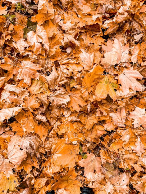 Fond d'automne avec des feuilles d'érable multicolores au sol