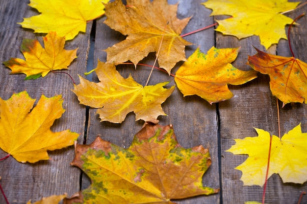 Fond d'automne - feuilles d'érable sur une table en bois