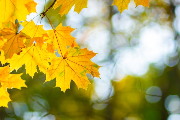 Fond d'automne avec des feuilles d'érable.