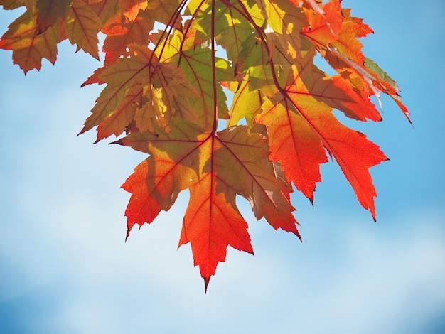 fond d'automne avec des feuilles d'érable