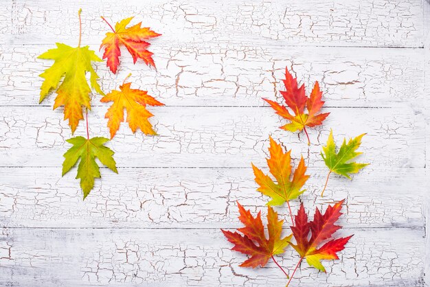 Fond d'automne avec des feuilles d'érable