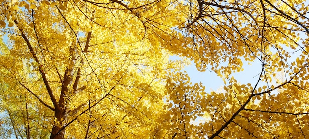 Fond d'automne avec des feuilles de ginkgo biloba jaune.