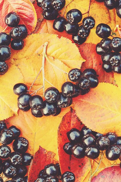 Fond d'automne avec des feuilles jaunes et des baies noires, mise à plat d'automne