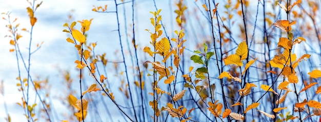 Fond d'automne avec des feuilles jaunes sur les branches de jeunes arbres dans le contexte de la rivière