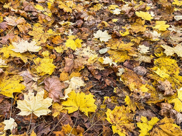 Fond d'automne de feuilles jaunes tombées au soleil