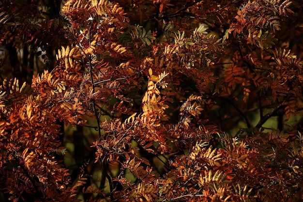 fond d'automne avec des feuilles jaunes tombées