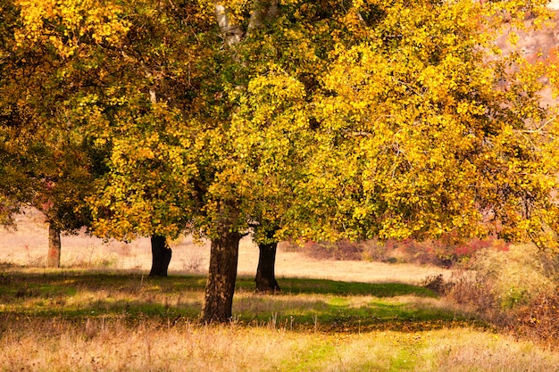 Fond d'automne, feuilles jaunies sur les peupliers.