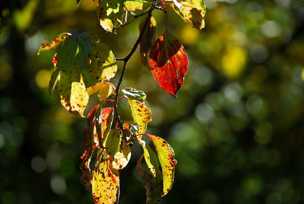 Fond d'automne, feuilles multicolores.