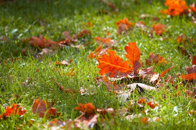 Fond d'automne. Feuilles orange brillant sur l'herbe verte.