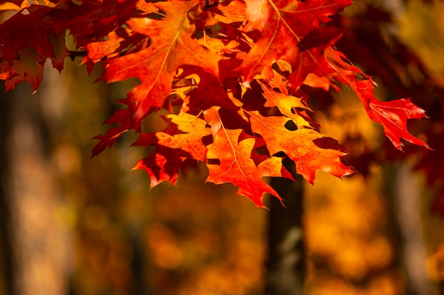 Fond d&#39;automne avec des feuilles rouges