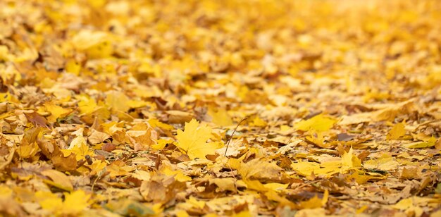 Fond d'automne de feuilles tombées jaune vif dans la forêt.