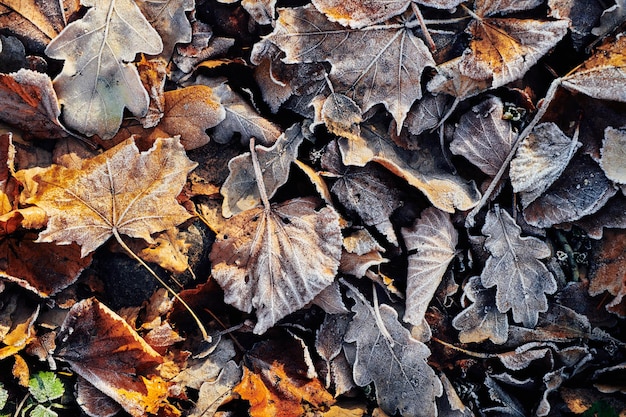 Fond d'automne feuilles tombées recouvertes de givre