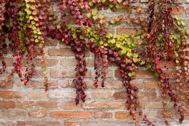 Photo fond d'automne fond d'écran de mur de briques avec des feuilles d'érable creeper