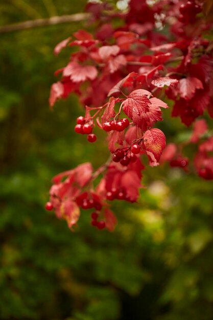 Fond d'automne Fond de feuilles d'automne rouge et vert