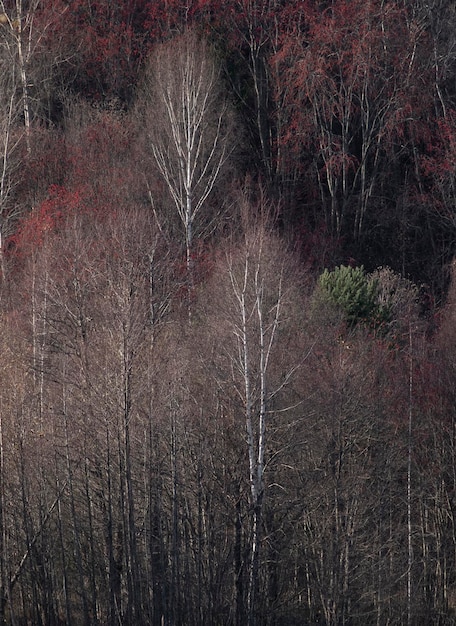 Fond d'automne forêt à flanc de colline par une journée ensoleillée saison d'automne