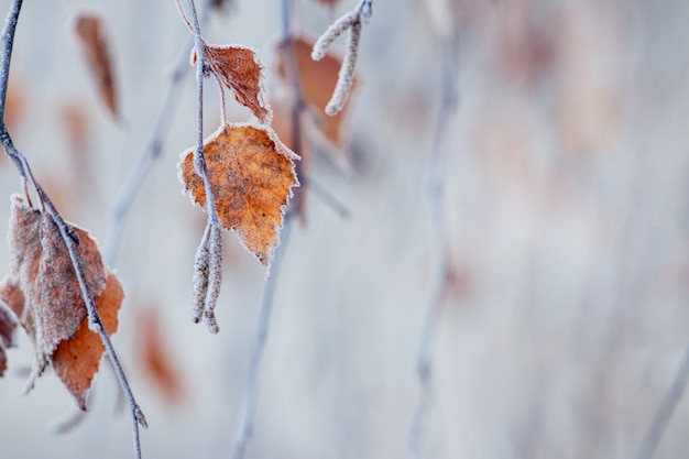 Fond d'automne et d'hiver avec des feuilles de bouleau recouvertes de givre, espace de copie