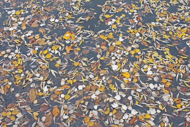 Fond d'automne multicolore avec des feuilles Feuilles d'automne fond dans une journée ensoleillée Feuilles d'arbres colorés dans la rivière