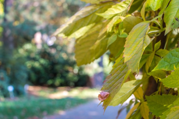 fond d'automne naturel. feuilles colorées de gros plan de raisins sauvages. place pour le texte