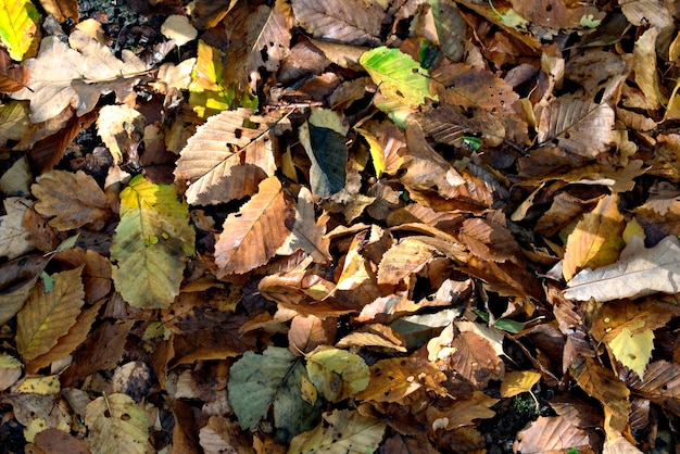 Fond d&#39;automne naturel des feuilles de la forêt