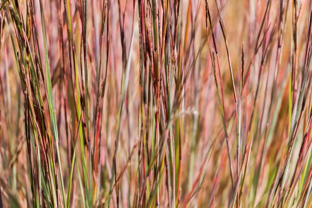 Fond d'automne naturel. Fond abstrait d'herbes ornementales séchées