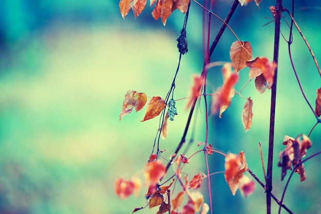 Fond d'automne naturel vintage mise au point sélective