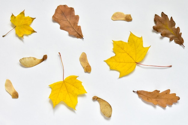 Fond d'automne à partir de feuilles d'érable et de chêne avec des graines d'érable sur une feuille de carton blanc