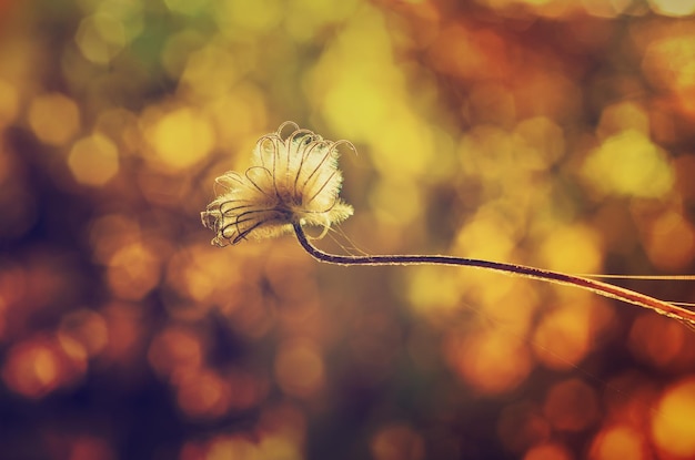 Fond d'automne avec des plantes ensoleillées contre bokeh naturel, image rétro vintage