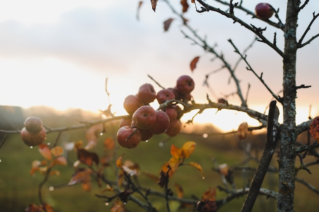 Fond d'automne avec des pommes rouges sur des branches dans le jardin