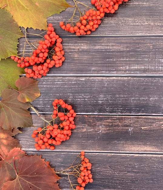 fond d'automne pour halloween et le jour de thanksgiving.