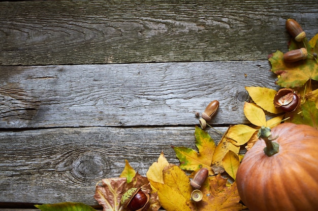 Fond d'automne Thanksgiving, surface en bois sombre avec citrouilles, feuilles flétries, glands et châtaignes, mise au point sélective