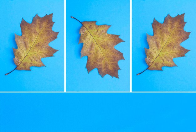 Fond d'automne Vue de dessus de la feuille sèche sur le fond bleu avec espace de copie