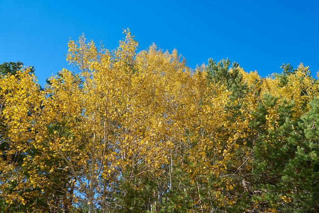 Fond d&#39;automne