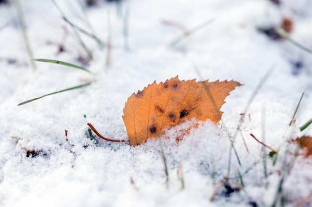 Le fond d'automne