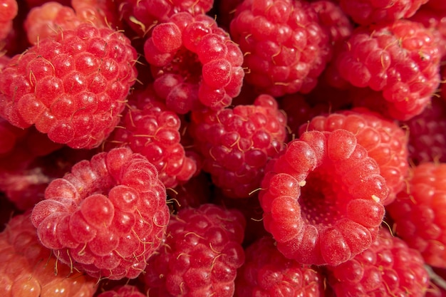 Fond de baies Framboises fraîches Gros plan Dessert sain