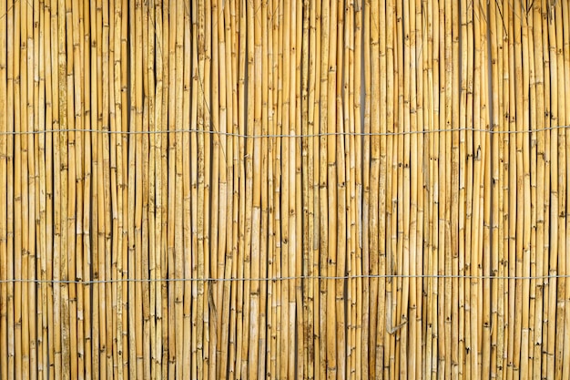 Fond de bambou Plante de bambou de texture en bois sur le mur décoratif