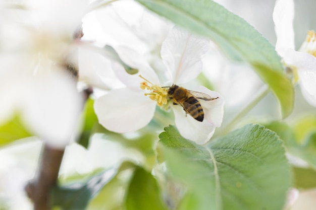 Fond de bannière avec abeille et branches d'arbres en fleurs production de miel et concept de printemps