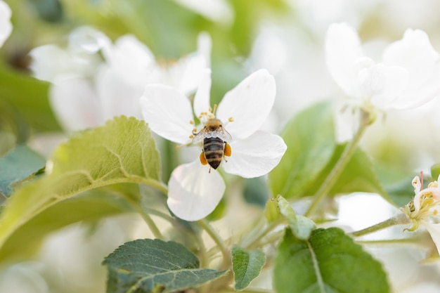 Fond de bannière avec abeille et branches d'arbres en fleurs production de miel et concept de printemps