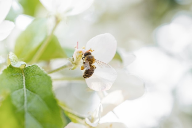 Fond de bannière avec abeille et branches d'arbres en fleurs production de miel et concept de printemps