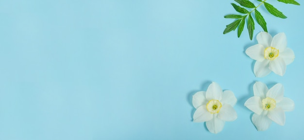 Fond de bannière de carte de voeux, délicates fleurs de jonquille sur fond bleu avec espace copie