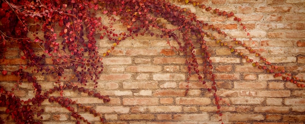 Fond de bannière avec des feuilles d'automne