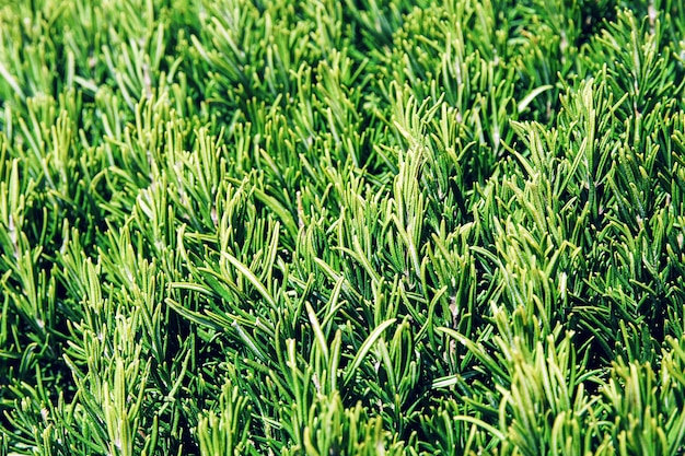 Fond à base de plantes vertes de buisson de romarin luxuriant