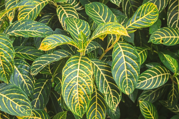 Fond de belle feuille verte dans le jardin