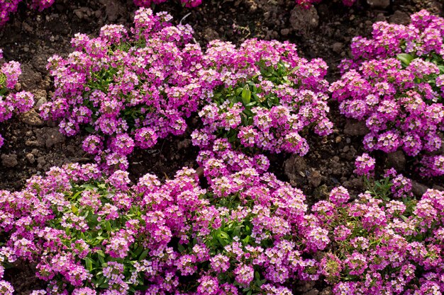 fond de belle fleur