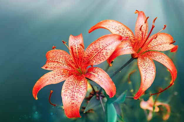 Fond de belle nature avec des lys rouges