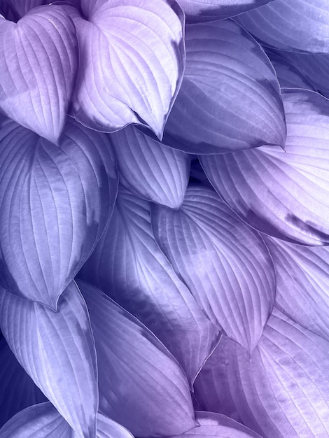 Fond de belles feuilles violettes texturées