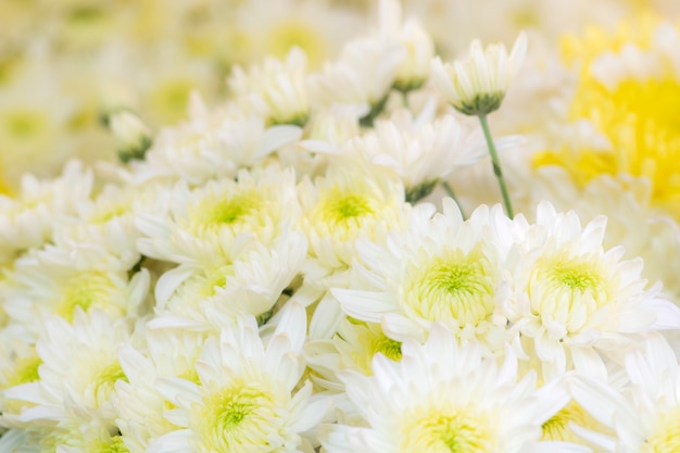 Fond de belles fleurs de chrysanthème blanc