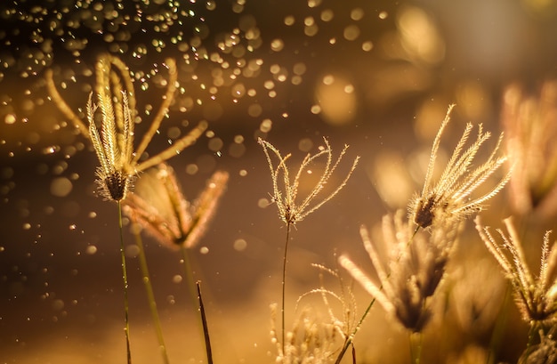 Fond de belles fleurs d&#39;herbe avec des gouttelettes de pluie